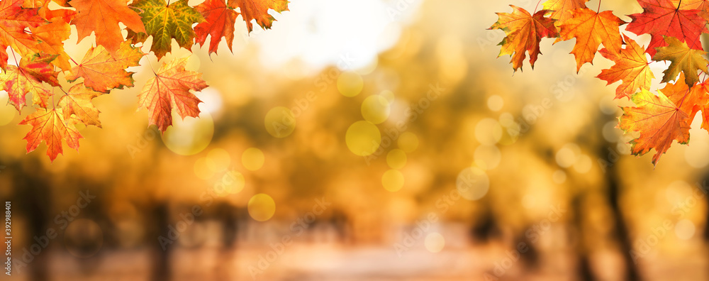 Beautiful colorful autumn leaves and blurred park background. Banner design - obrazy, fototapety, plakaty 