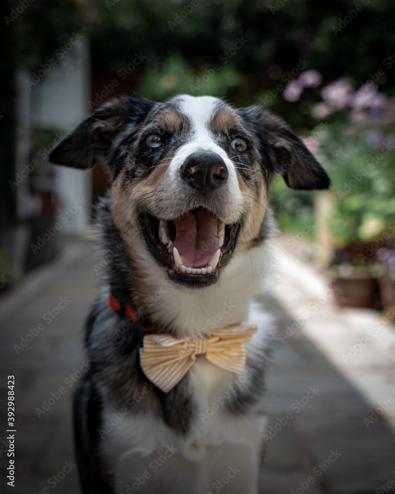Smiling blue merle border collie dog Smiling blue merle border collie dog