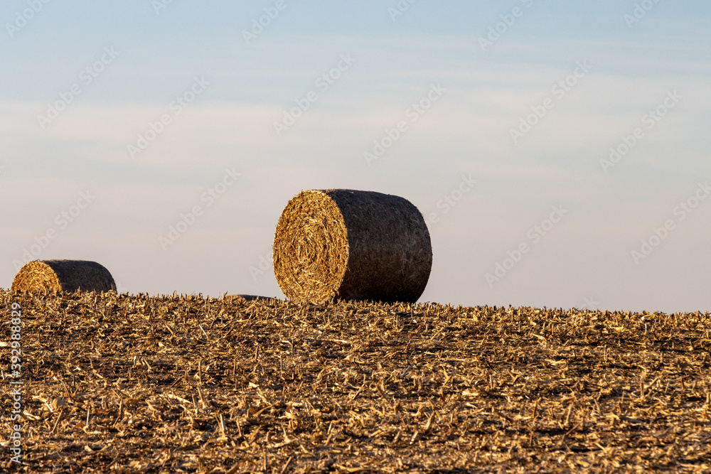 round hay bale in the field