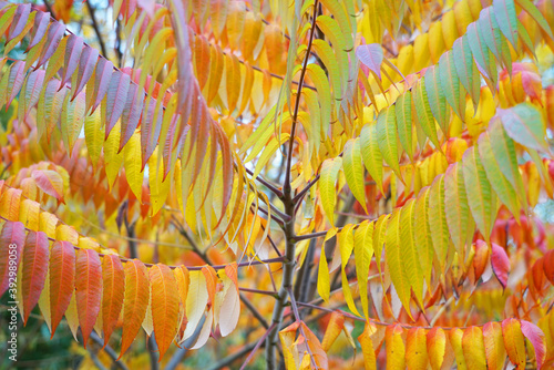 herbst