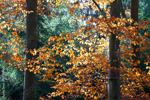 herbst