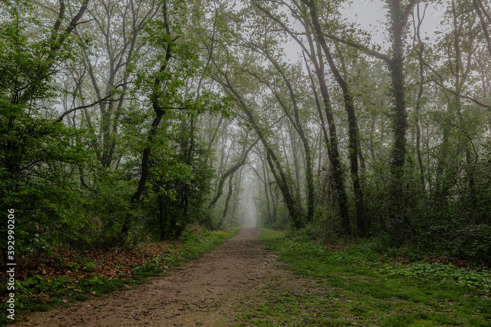 Obraz premium Foggy path in the forest