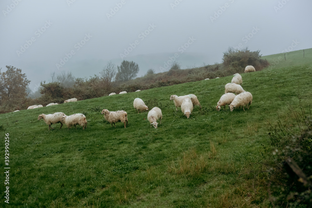 Obraz premium Sheep in the field