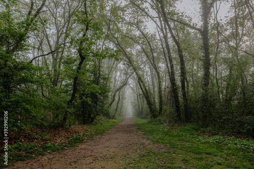 Foggy path in the forest © Maïna Pertolas 
