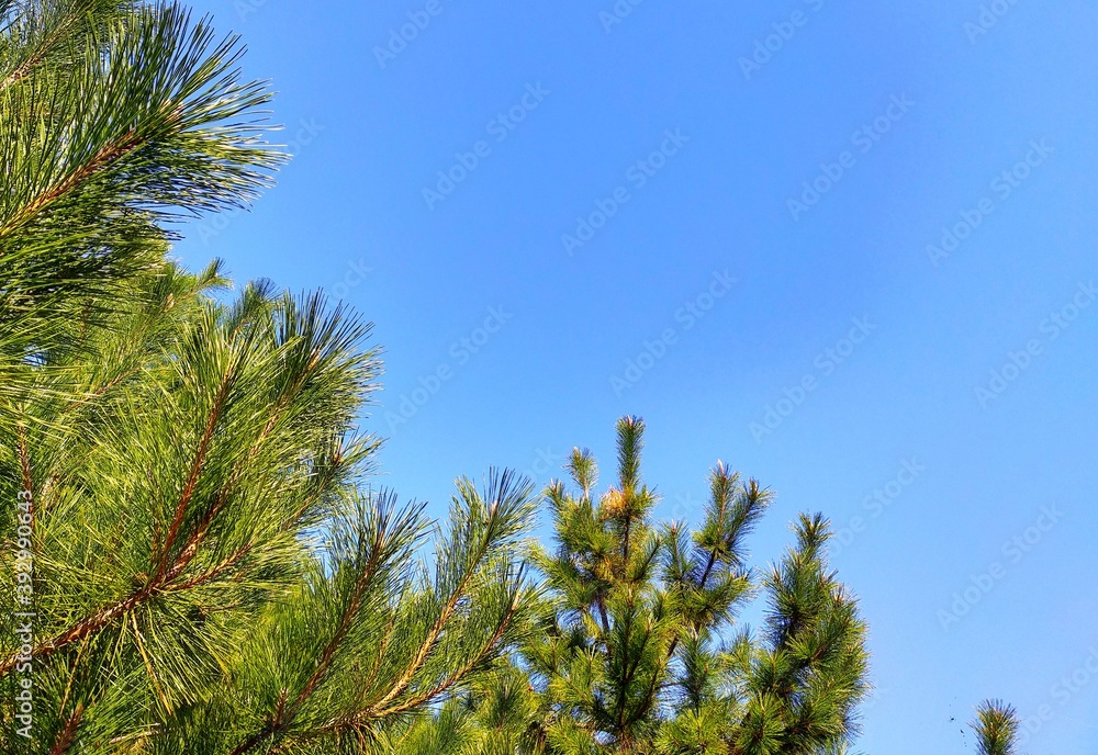 松と青空 松と青空