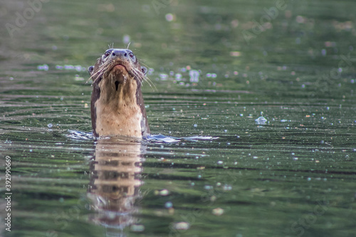 Lobo de río