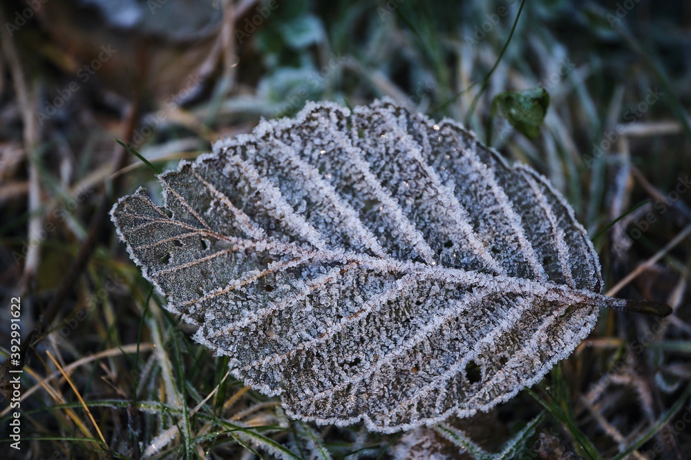 Frozen leaf on grass marco image. Whistler. British Columbia. Canada Frozen leaf on grass marco image. Whistler. British Columbia. Canada