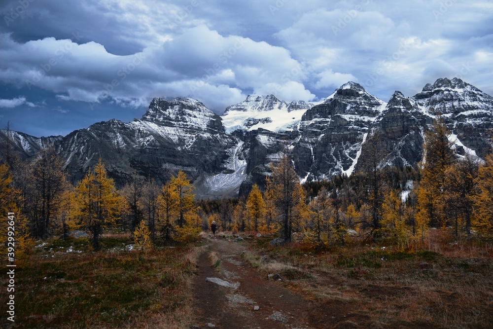 Road between yellow larch trees by snow covered mountains and glacier. Larch Valley in Banff National Park. Alberta. Canada. 