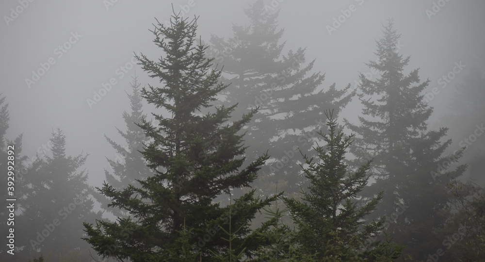 Motionless Forest Enveloped in the Silent Mountain Fog