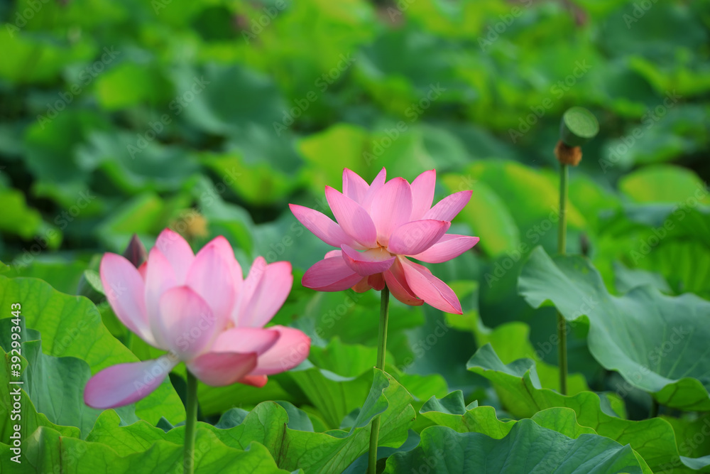 Beautiful pink lotus, close-up photos Beautiful pink lotus, close-up photos