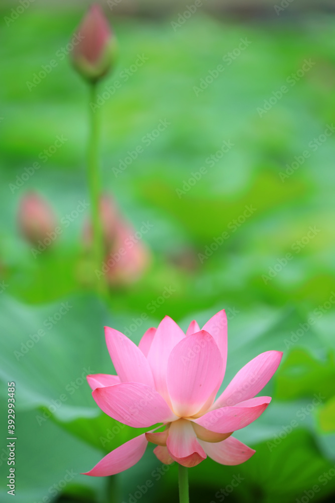 Beautiful pink lotus, close-up photos