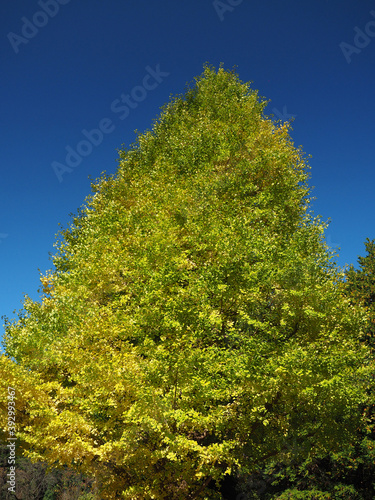 Autumn ginkgo tree against blue sky