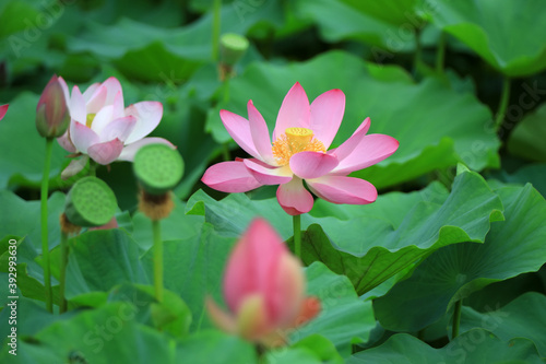 Beautiful pink lotus  close-up photos