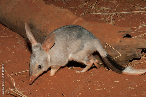 Foto Captive Greater Bilby on red soil