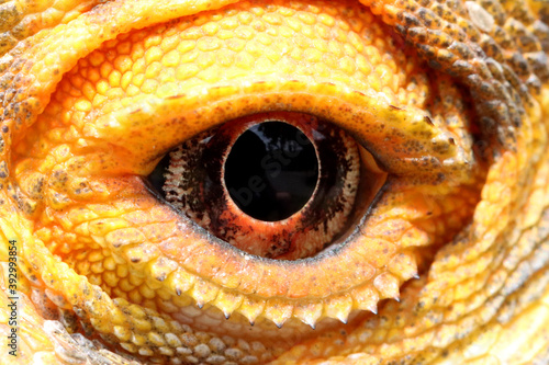 Eye of a Central Bearded Dragon Lizard