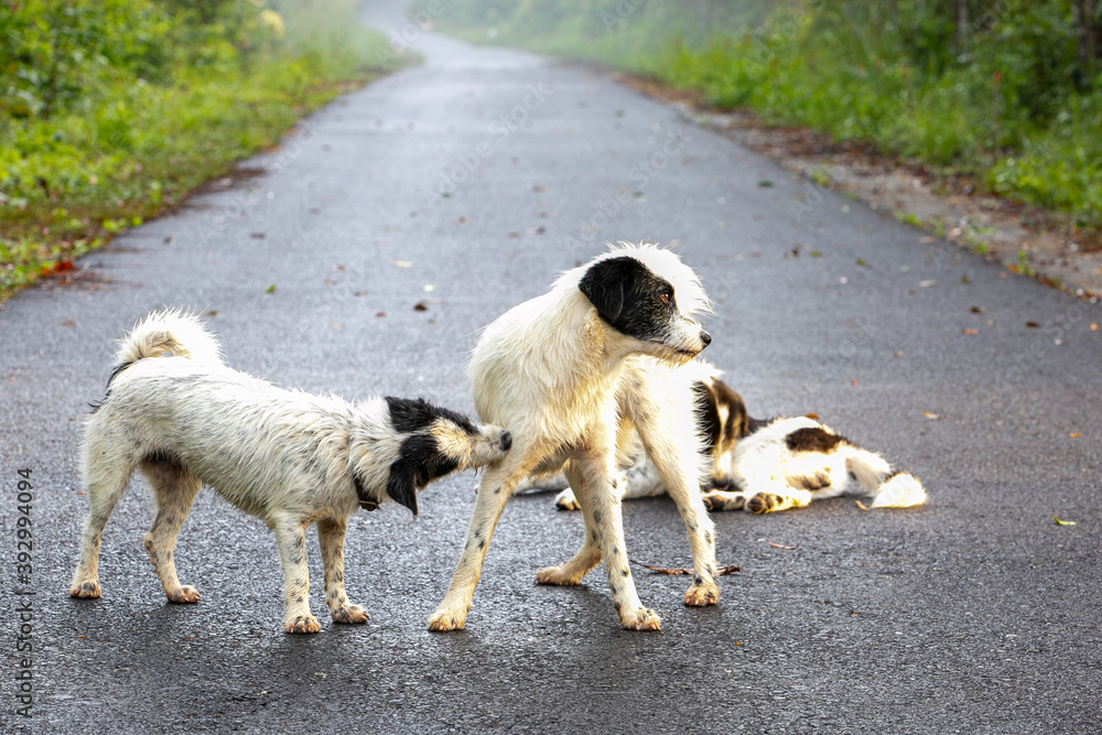 Fototapeta premium two dogs playing
