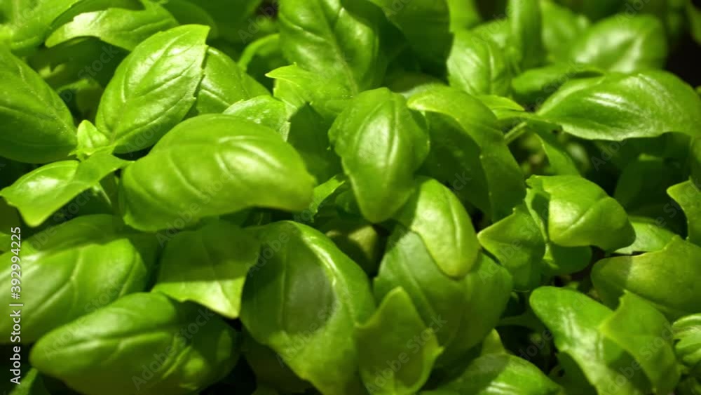 A slow pan across a close up look of fresh basil against a dark background. A slow pan across a close up look of fresh basil against a dark background.