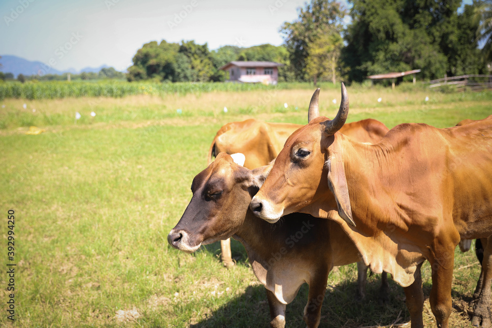 Cows parents and children live together happily.