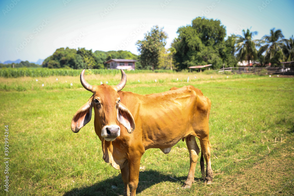 The cow is showing a beautiful tough figure to the people.