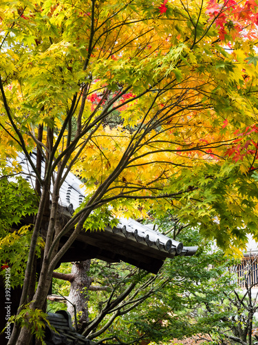 Fall colors in traditional Japanese garden