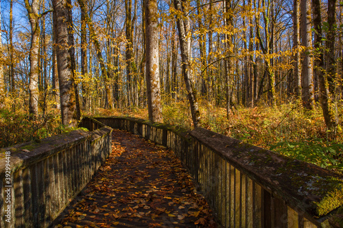 Beautiful  leaf-covered wooden boardwalk at Billy Frank Jr. Nisqually National Wildlife Refuge in autumn in Olympia  WA 