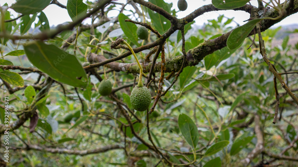Hass avocado cultivation in Sevilla Valle del Cauca Colombia. Hass avocado cultivation in Sevilla Valle del Cauca Colombia.