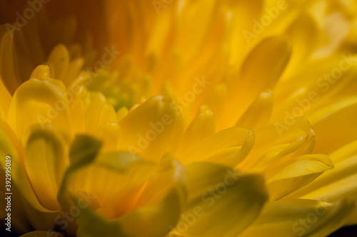 Macro shot of a yellow petals flower chrysanthemum  close-up. Autumn floral background.