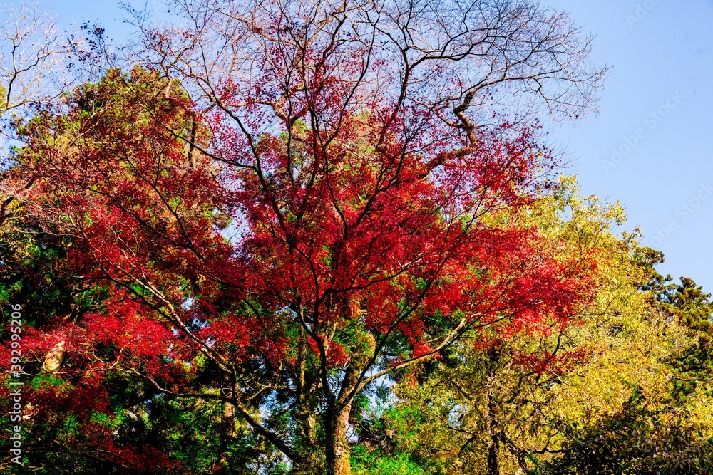 菊池渓谷