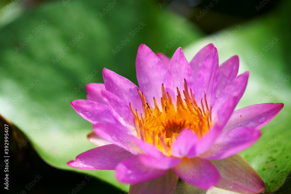 close up of beautiful lotus flower close up of beautiful lotus flower