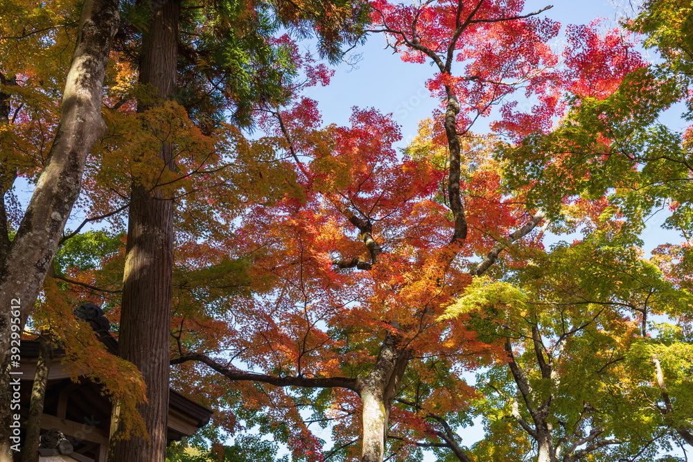 Autumn leaves and temple gate at japanese temple Okuboji , Sanuki city, Kagawa, Shikoku, Japan Autumn leaves and temple gate at japanese temple Okuboji , Sanuki city, Kagawa, Shikoku, Japan