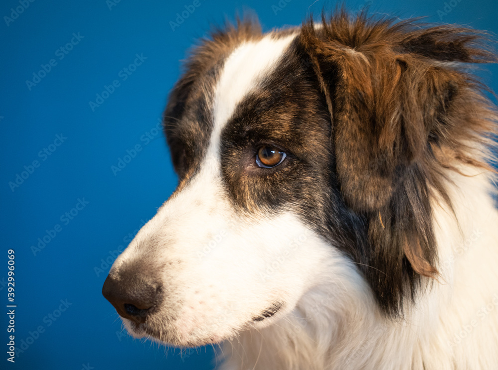 portrait of beautiful bucovina shepherd dog portrait of beautiful bucovina shepherd dog