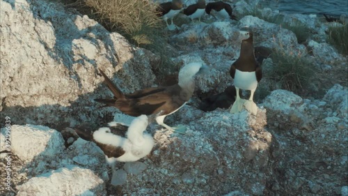 Bobo birds 1