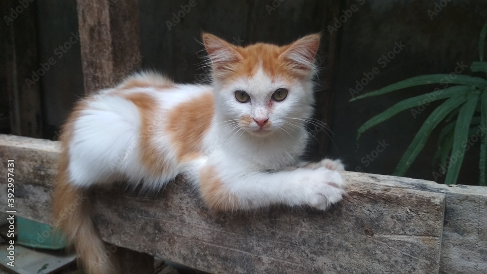 Obraz premium cat on the window