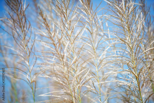 White Tall Reeds Grass Flower
