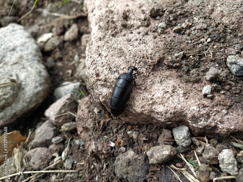 escarabajo insecto 