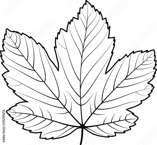 hand drew maple leaf line drawing vector design