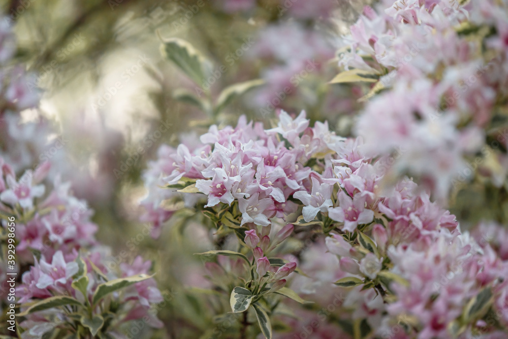 Weigela bush Weigela bush