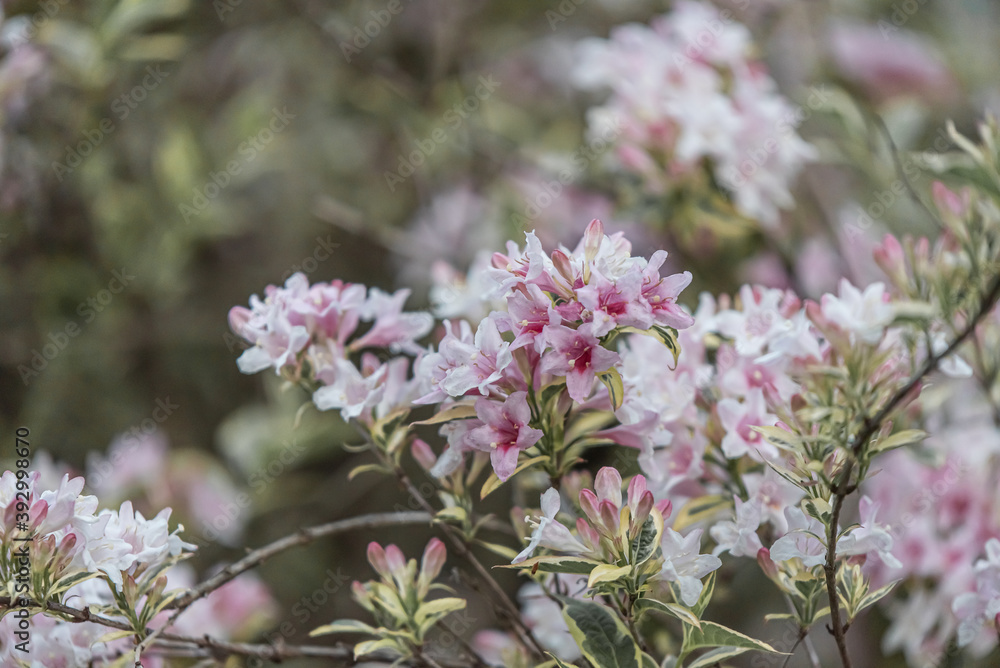 Weigela Bush Weigela Bush