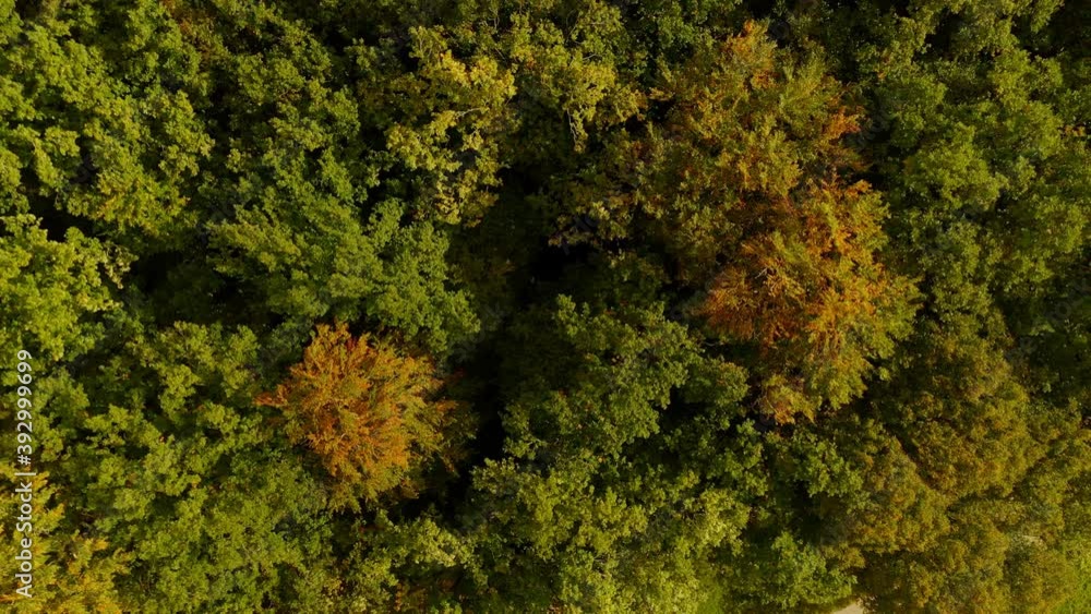 Look up drone shot from autumn colored treetops up to the cloudy horizin, while a white bird is flying next to the copters camera. Idyllic peace of earth. Look up drone shot from autumn colored treetops up to the cloudy horizin, while a white bird is flying next to the copters camera. Idyllic peace of earth.