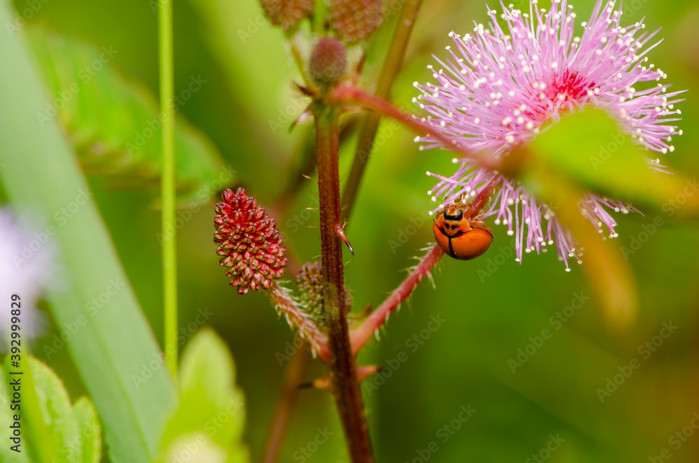 ladybug close-up with nature background ladybug close-up with nature background