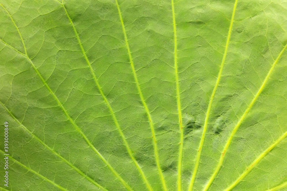 Lotus leaf texture, Close-up photo Lotus leaf texture, Close-up photo