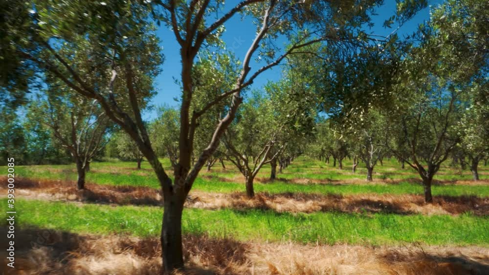 Olive grove on sunny summer day with long grass in-between rows Olive grove on sunny summer day with long grass in-between rows