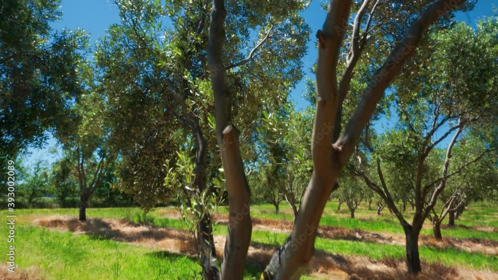 Olive grove on sunny summer day with long grass in-between rows Olive grove on sunny summer day with long grass in-between rows