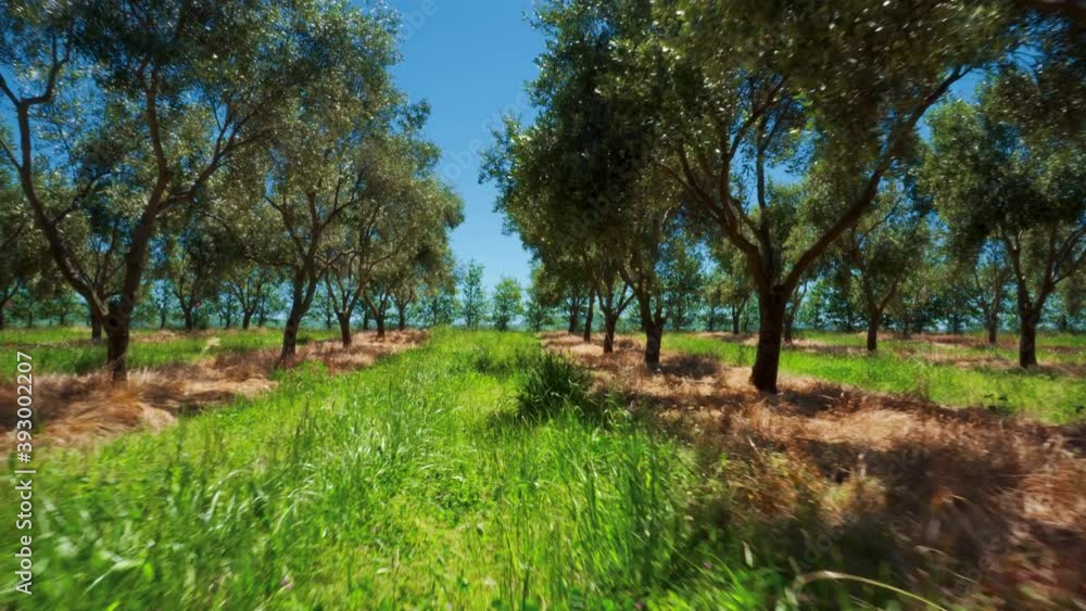 Olive grove on sunny summer day with long grass in-between rows Olive grove on sunny summer day with long grass in-between rows