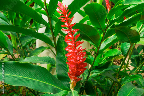 Ginger flower on green leaf, tropical plant known as King jungle or Queen jungle photo