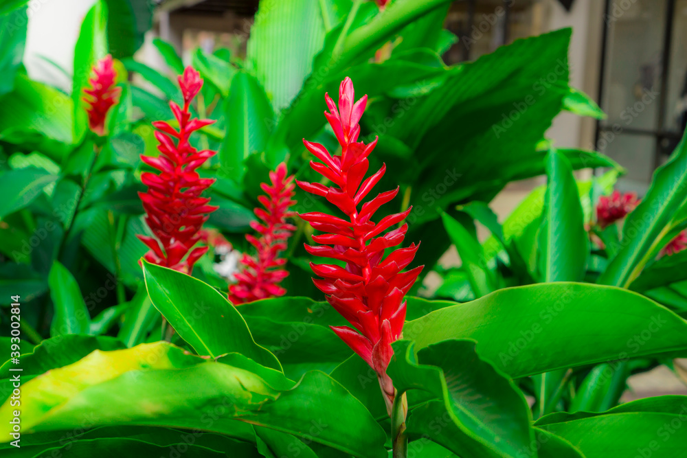 Teuila Flower