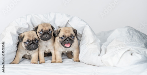 Group of three Pug puppies is sitting under warm blanket on the bed at home. Empty space for text © Ermolaev Alexandr
