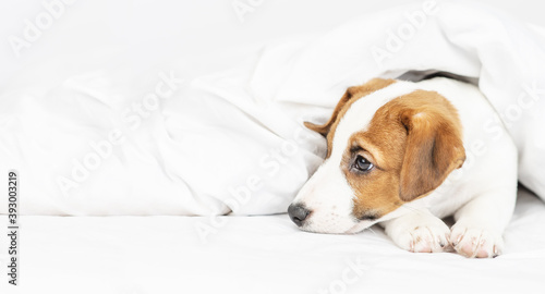 A little cute puppy jack russell terrier lies under the linen blanket at home on the bed. Stretched panoramic image for banner