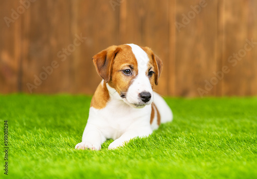 Jack russell terrier puppy lies on the grass on the lawn of the local area against the background