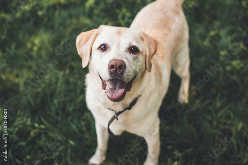 Upper view photo of a labrador looking up at camera waiting for something in a park on grass